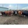 Image 4 : Chipping Hill Cattle Co. - 1000# September Delivery Heifers - 244 Head (MacGregor, MB)