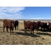 Image 6 : Knievel Farms - 825# March Delivery Steers - 70 Head (Trochu, AB)