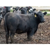 Image 3 : Dan Ponjavic - 900# September Delivery Heifers - 106 Head (Lethbridge, AB)