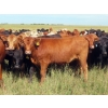 Image 10 : 20/20 Ranching Ltd. - 900# September Delivery Grass Heifers - 210 Head (Midale, SK)