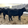 Image 4 : L & J Ranch - 730# January Delivery Heifers - 85 Head (Harptree, SK)