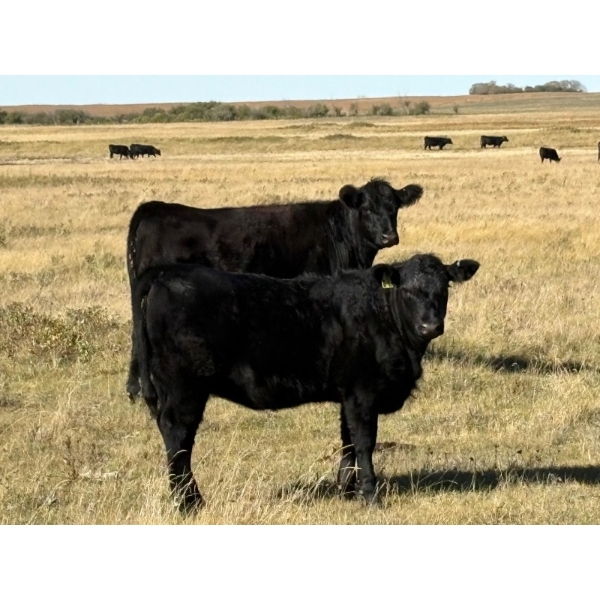 Jake & Ian McNichol - 530# October Delivery Heifer Calves - 60 Head (Nokomis, SK)