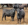 Image 13 : PSV Farms Ltd. - 880# May Delivery Heifers - 32 Head (Enchant, AB)