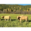 Image 11 : Squaw Valley Ranch - 850# October Delivery Steer Calves - 72 Head (Lumby, BC)