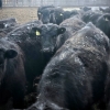 Image 3 : Fred Lansdall - 800# April Delivery Steers - 70 Head (Leross, SK)