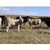 Image 2 : Dennis & Graham Overguard - 650# October Steer Calves - 70 Head (Sundre, AB)