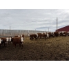 Image 5 : Anchor C Livestock - 725# April/May Delivery Heifers - 85 Head (Stirling, AB)
