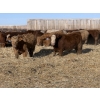 Image 3 : Hegedys Ranching - 990# January Delivery Steers - 64 Head (Acme, AB)
