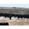 Image 13 : Rod Williams - 810# December Delivery Steer Calves - 72 Head (Crane Valley, SK)