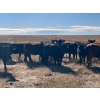 Image 2 : Triangle D Land & Cattle Co. - 775# October Delivery Grass Heifers - 28 Head (Hanley, SK)