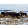 Image 12 : Merrick Campbell Herd Dispersal - 44 4 & 5 Year-Old Bred Cows (Calahoo, AB) VBP+