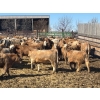 Image 6 : Elkwater Farming Co. - 950# March Delivery Steers - 135 Head (Irvine, AB)