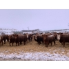 Image 5 : South Valley Farms - 750# February Delivery Weaned Steers - 70 Head (Rapid City, MB)