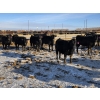 Image 7 : Cattlewood Farms Ltd. - 860# February Delivery Heifers - 70 Head (Vauxhall, AB)