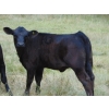 Image 13 : Endersby Ranching - 470# November Delivery Heifer Calves - 40 Head (Smokey Lake, AB)