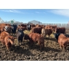 Image 4 : Carl Chomistek - 950# March Delivery Steers - 240 Head (Rolling Hills, AB)