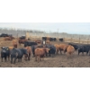Image 3 : South Island Farms - 900# March Delivery Steers - 135 Head (Bow Island, AB)