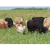 Image 2 : CF Livestock - 30 Pairs (Roblin, MB)