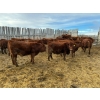Image 10 : RBD Ranch - 950# January Delivery Steers - 65 Head (Milestone, SK)