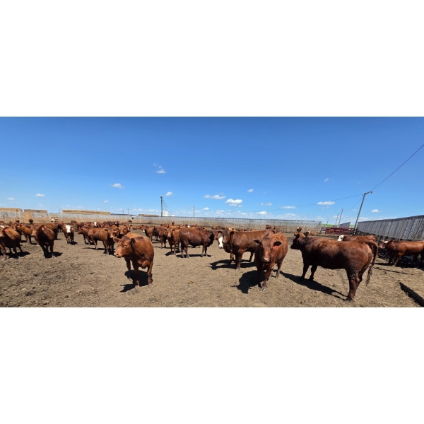 Cattlewood Farms Ltd. - 805# June/July Delivery Heifers - 75 Head (Fincastle, AB)