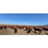 Image 1 : Cattlewood Farms Ltd. - 805# June/July Delivery Heifers - 75 Head (Fincastle, AB)