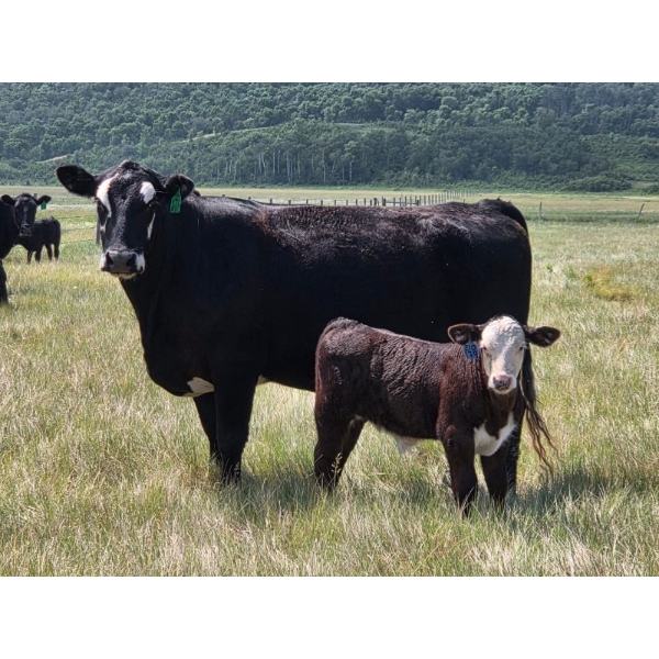 Iron Saddle Ranch - 600# November Delivery Steer Calves - 102 Head (Sintaluta, SK) VBP+