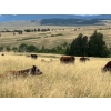 Image 2 : Lauder Ranch - 880# September Grass Heifers - 70 Head (Quilchena, BC)