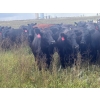 Image 6 : Wade Fewings - 870# September Delivery Grass Heifers - 68 Head (Pierson, MB) VBP+