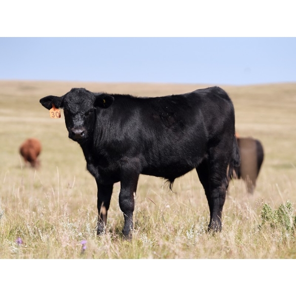 Bar 15 Ranch Ltd. - 620# October Delivery Steer Calves - 81 Head (Claresholm, AB)
