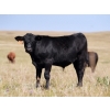 Image 1 : Bar 15 Ranch Ltd. - 620# October Delivery Steer Calves - 81 Head (Claresholm, AB)