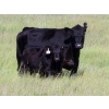 Image 3 : Marsh Ranches Ltd. (Marsh 99 Ranch) - 595# Nov/Dec Steer Calves - 100 Head (Southey, SK) VBP+