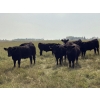 Image 3 : DK Livestock - 1000# September Delivery Grass Steers - 30 Head (Langdon, AB)