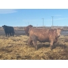 Image 6 : Luke & Jen Smith - 1000# April Delivery Heifers - 60 Head (Rhein, SK)