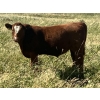 Image 7 : MacMillan Farming Co. - 600# Steer Calves - 90 Head (Cayley, AB) VBP+