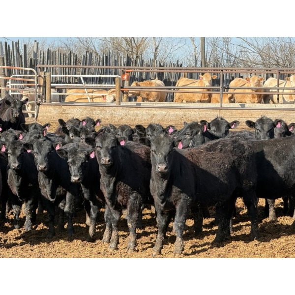 Rob Mossey - 1000# August Delivery Heifers - 120 Head (Vauxhall, AB)