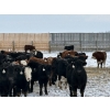 Image 2 : Franklin Cattle Co. - 680# February Delivery Steers - 180 Head (Grenfell, SK)