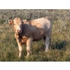 Image 2 : Hawkins Family Farm - 910# August Delivery Grass Heifers - 265 Head (Coderre, SK)