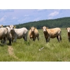 Image 6 : Midpoint Farms - 900# October Delivery Grass Heifers - 70 Head (Drayton Valley, AB)