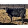 Image 8 : Jarokosky Farms - 800# March/April Delivery Heifers - 40 Head (Lethbridge, AB)