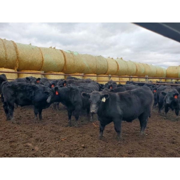 EMDE Land & Cattle - 700# October Delivery Steer Calves - 85 Head (Midale, SK)