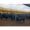 Image 1 : EMDE Land & Cattle - 700# October Delivery Steer Calves - 85 Head (Midale, SK)