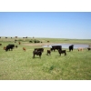 Image 14 : Circus Coulee Cattle - 550# November Delivery Steer Calves - 100 Head (Dorothy, AB)