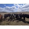 Image 4 : Nelson Creek Ranch - 21 BBF/BWF Replacement Heifers (Claresholm, AB)