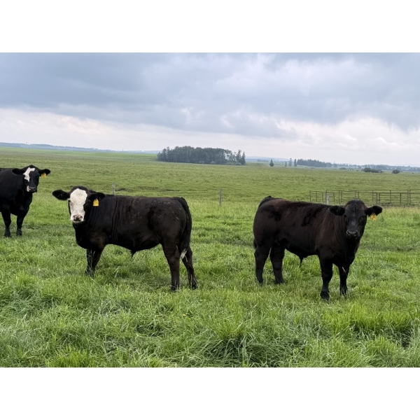 Leedale Farming - 700# September Delivery Steer Calves - 60 Head (Eckville, AB)