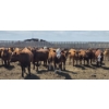 Image 6 : Ripple Rock Ranch - 925# June Delivery Heifers - 130 Head (Fincastle, AB)