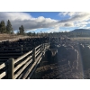 Image 2 : Nicola Ranch - 590# November Delivery Steer Calves - 315 Head (Merritt, BC) VBP+