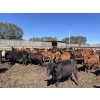 Image 8 : South Ridge Simmentals - 730# Sept/Oct Yearling Heifers - 180 Head (Monarch, AB)