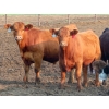Image 2 : Little Rainbow Ranch - 950# July/August Delivery Steers - 65 Head (Moosomin, SK)