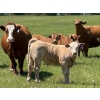 Image 4 : Cunningham Cattle Co. - 680# October Delivery Steer Calves - 270 Head (Sundre, AB)