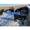 Image 2 : T Bar Cattle Co. Ltd. - 850# February Weaned Steers - 72 Head (Medicine Hat, AB)